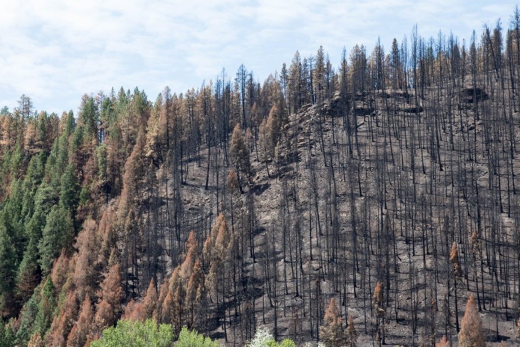 Syria's trees are disappearing and nobody is counting them properly