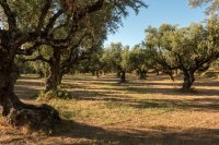 Αιωνόβια ελαιόδεντρα σε ξηρό ελαιώνα Η Τυνησία περιμένει πολύ μικρότερη σοδειά ελαιολάδου μετά τη χρονιά ρεκόρ
