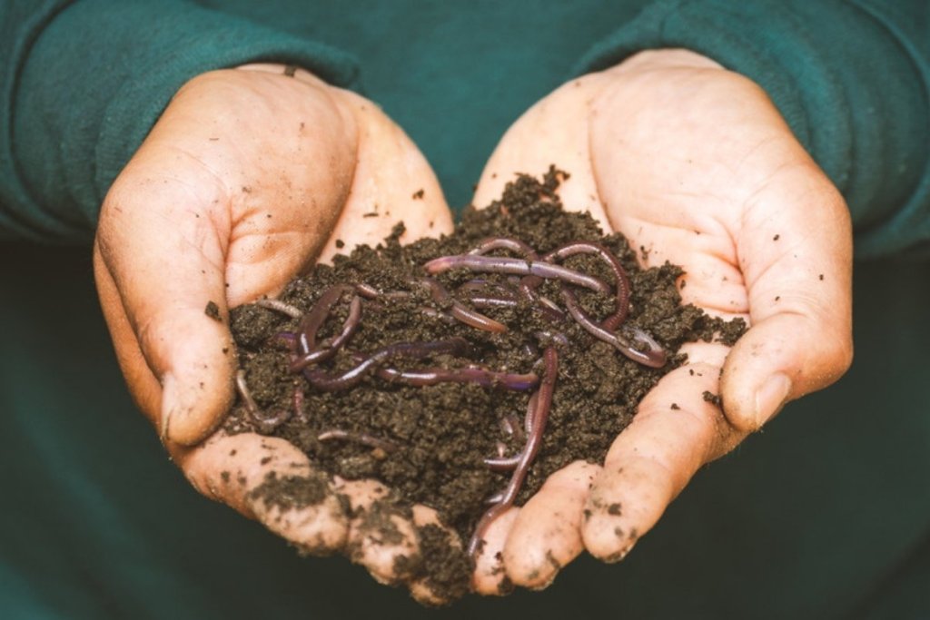 Hands holding soil with earthworms From unused fertiliser to living soil