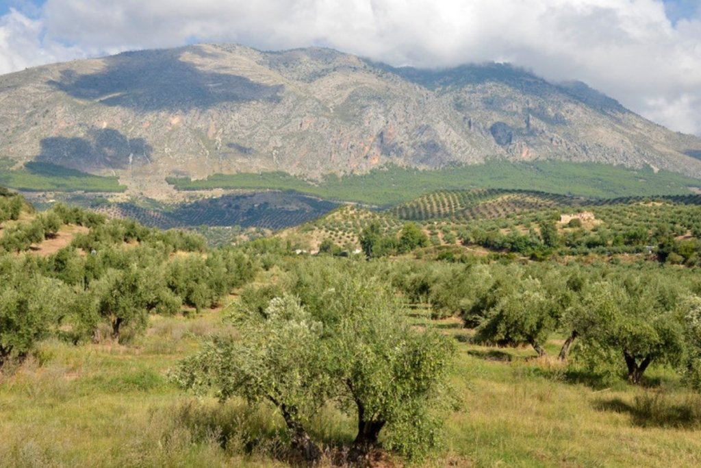 The second largest buyer of Spanish olive oil is considering limits on its imports