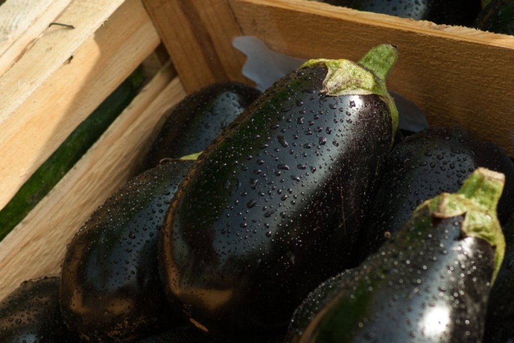 Aubergines rose far more in Greece than in Spain and Italy