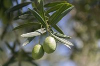 Πράσινες ελιές στο κλαδί Τι είναι η βούλα της ελιάς και γιατί ξεκινά από το νύγμα του δάκου