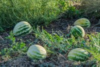 What a watermelon season taught me about planting dates