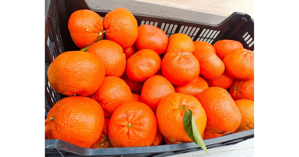 Μανταρίνια Nadorcott - Κουτί 10 kg μη επιστρεφόμενο, cal 72+ - Η Άλγαβα ...