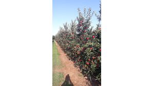 liamtsios family fruits liamtsios family fruits