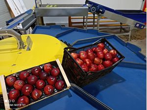 Μήλα κόκκινα από 120gr εως 160gr γυαλισμενα , ποιότητας Α σε 15κιλη συσκευασια