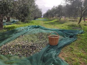 ΚΤΗΜΑ ΣΟΥΛΕΛΕ / SOULELES ESTATE ΚΤΗΜΑ ΣΟΥΛΕΛΕ / SOULELES ESTATE