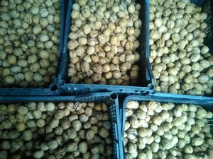 JR WALNUTS JR WALNUTS