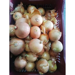 (Α)Κρεμμύδια ξερά λευκά 1kg