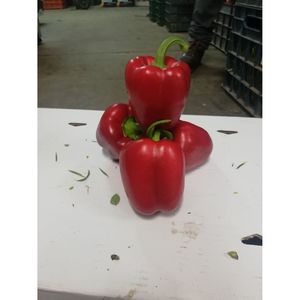 (Α)Πιπεριά κόκκινη Εισαγωγής 1 κιλό