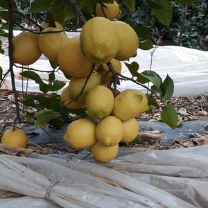 Λεμονια σε τελάρα 10-20 κιλών