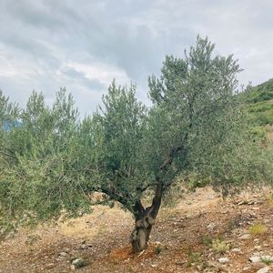 ΤΑΓΚΑΛΗΣ Η. ΤΑΓΚΑΛΗΣ Η.