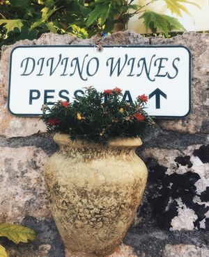 Divino Wines & Vinegar