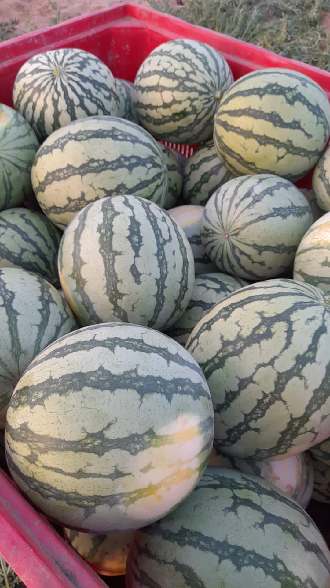 Spanish watermelon Pulpi Wikifarmer