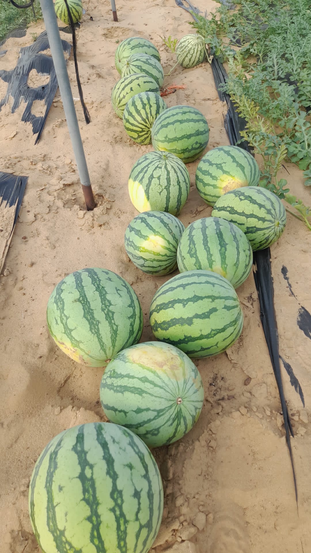 Spanish watermelon Pulpi Wikifarmer