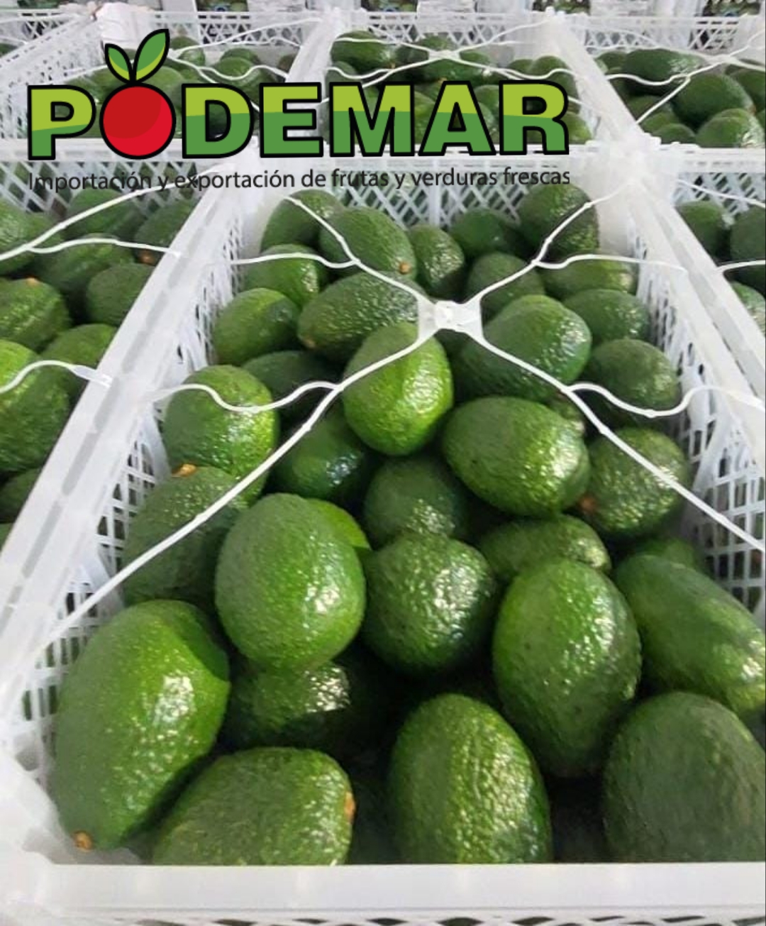 Avocado Hass 4kg / 10kg - Vélez-Málaga - Wikifarmer