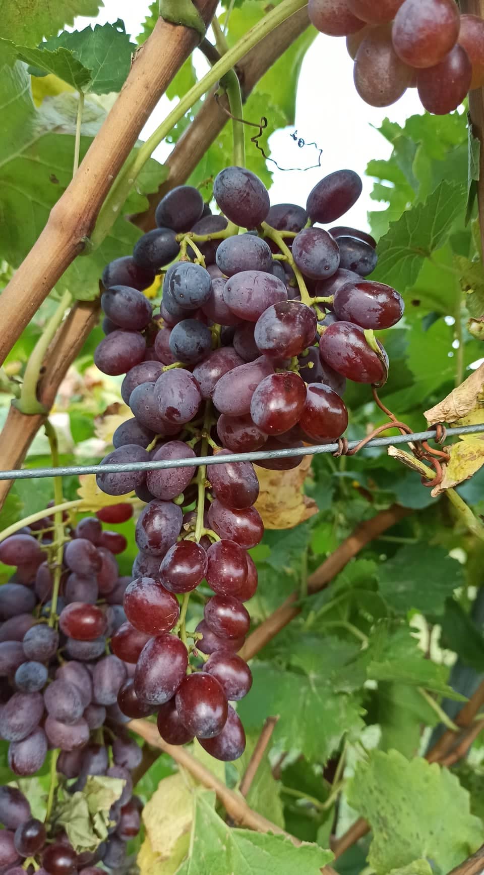 Crimson seedless Grape Price per kilo Αridea Wikifarmer