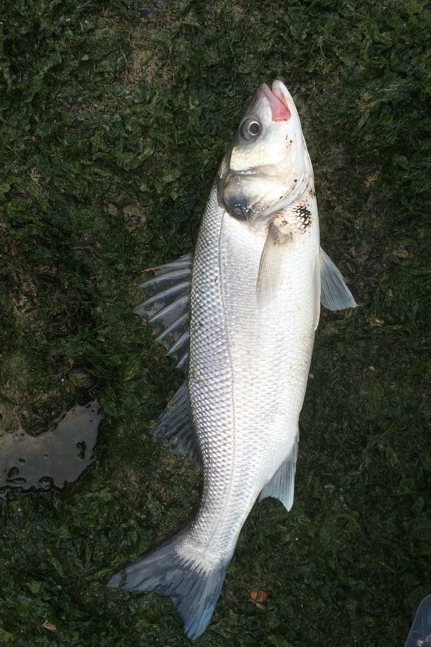 Sea bass (Dicentrarchus labrax) 400/600 gr price per kilo Keratsini