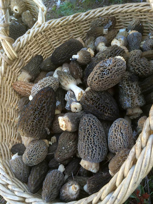 Morels Fresh Mushrooms and Mushroom Products mushrooms, 1 Kg
