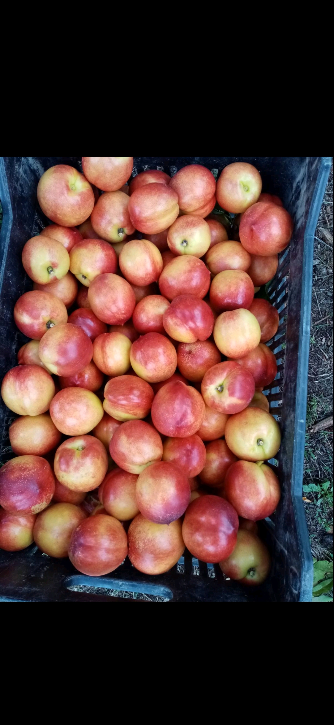 Adriana Nectarines price per kilo veria Wikifarmer
