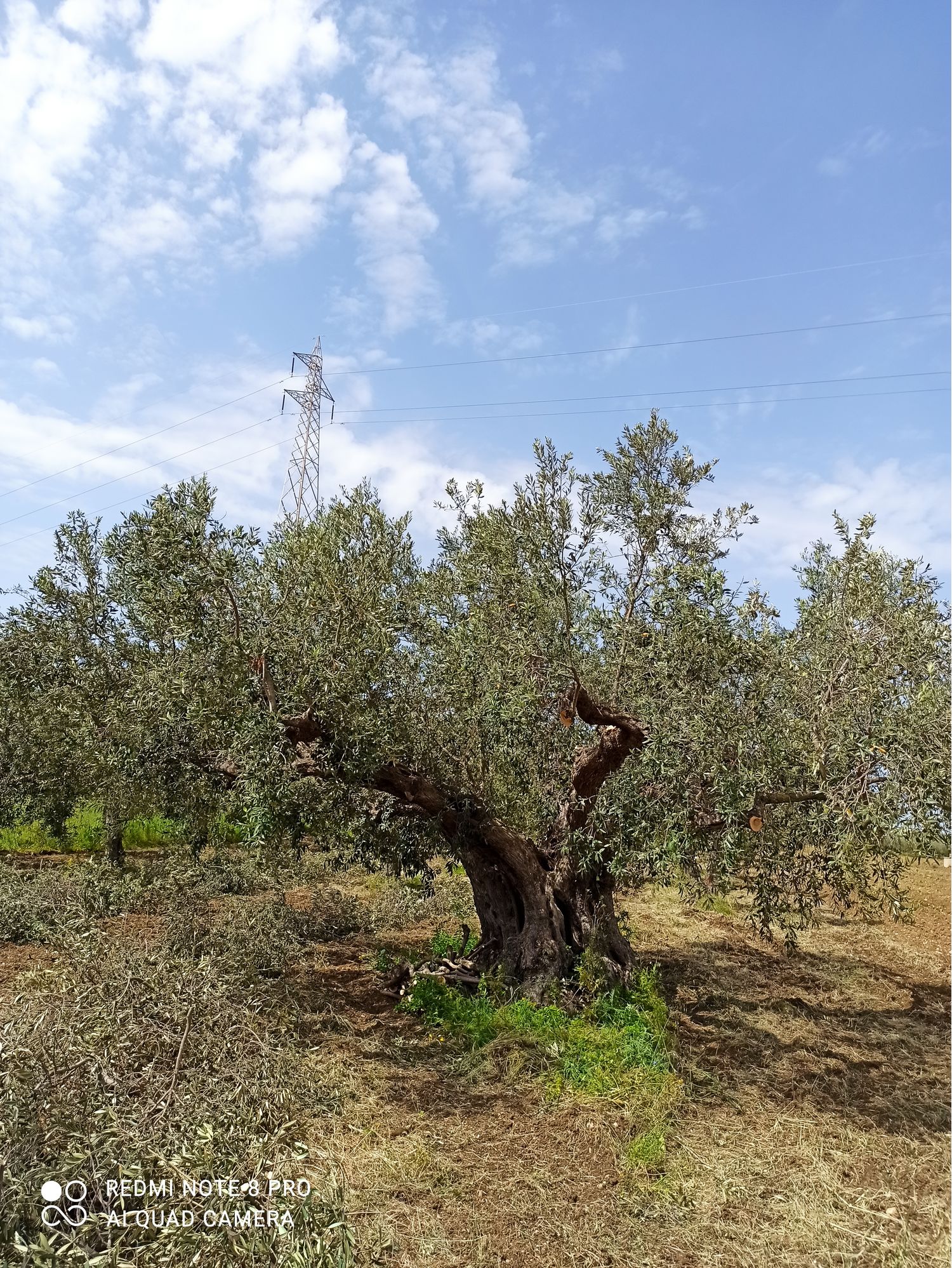 Extra virgin olive oil in 5 liters tins CASTELVETRANO Wikifarmer