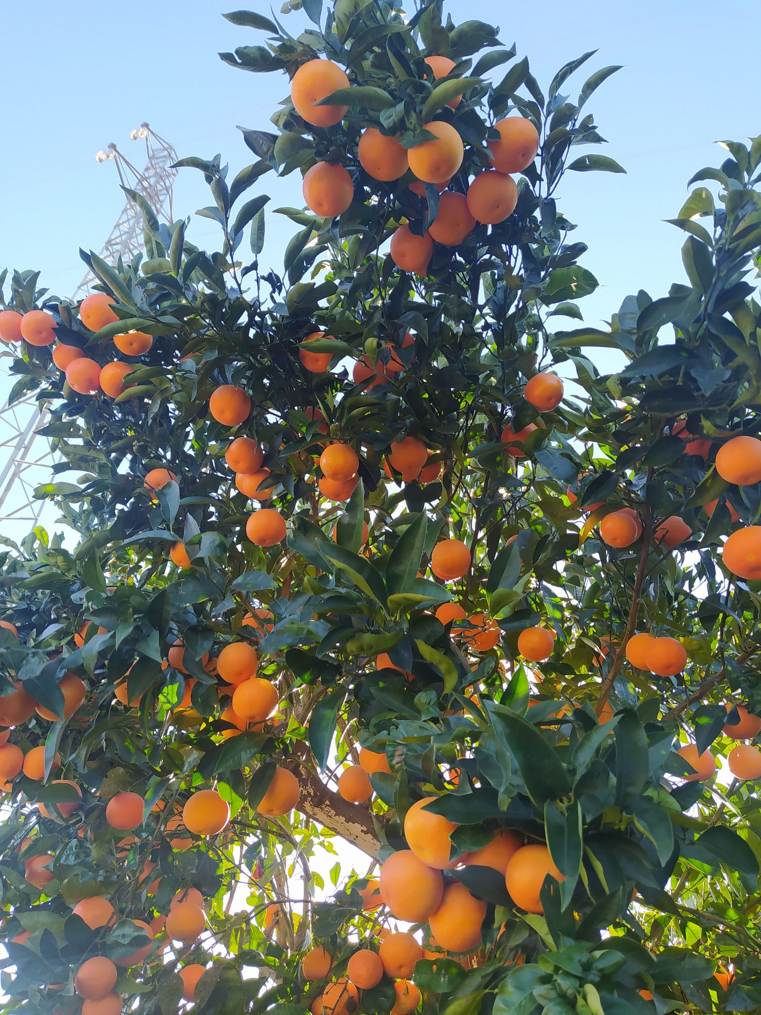 Sicilian Tarocco oranges for juicing for companies / wholesale