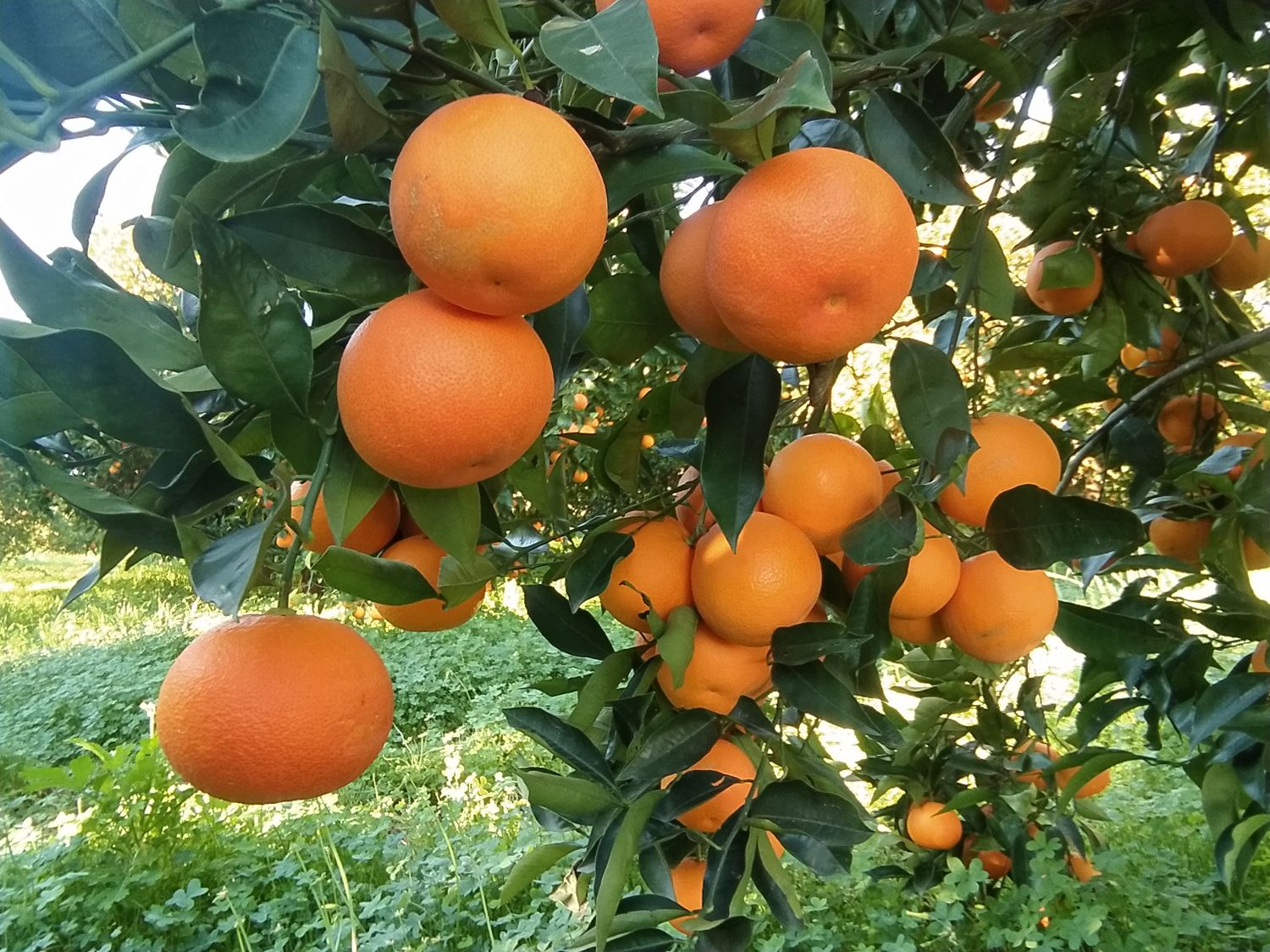 Sicilian Tarocco oranges for juicing for companies / wholesale