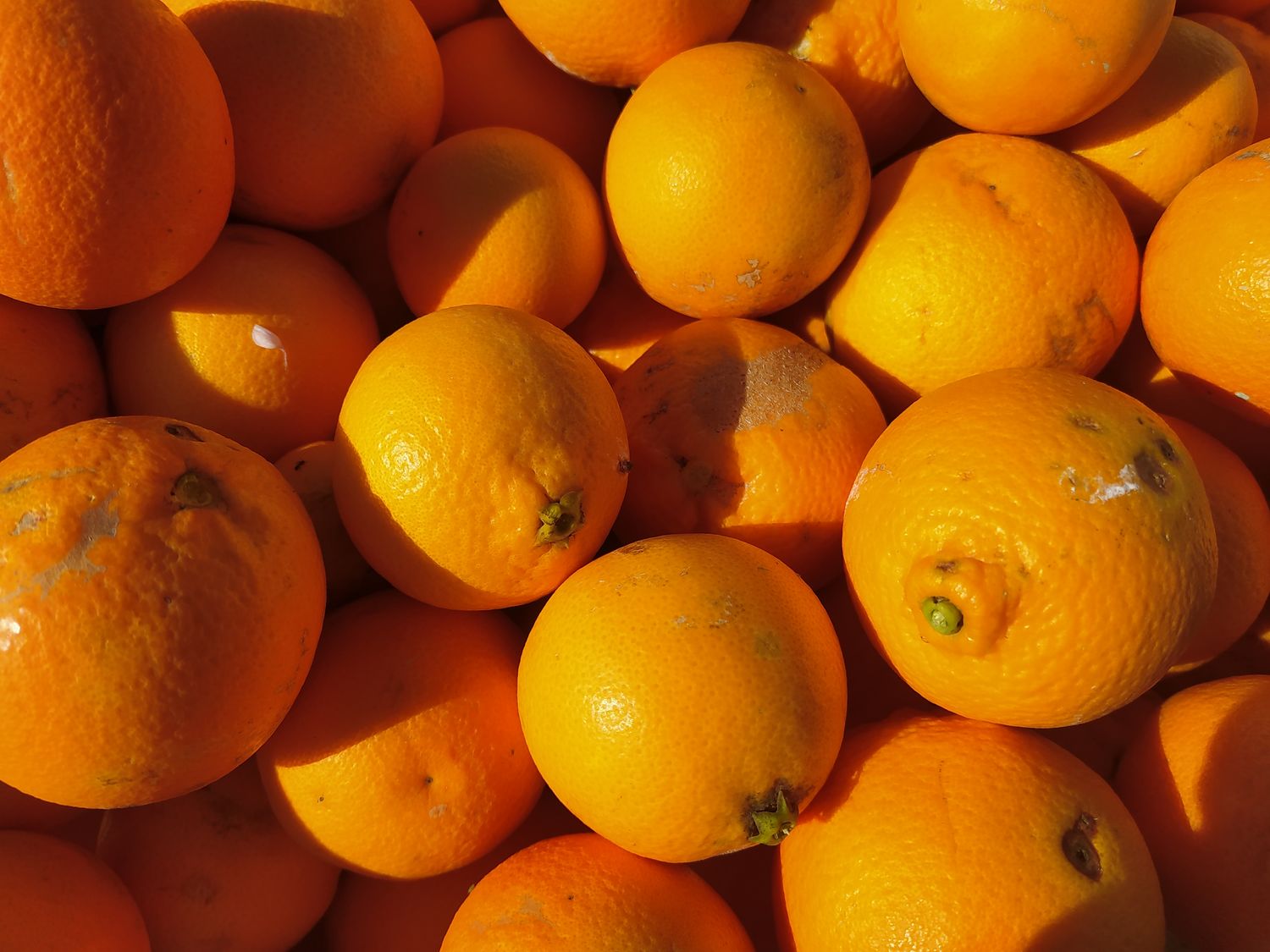 Sicilian Tarocco oranges for juicing for companies / wholesale