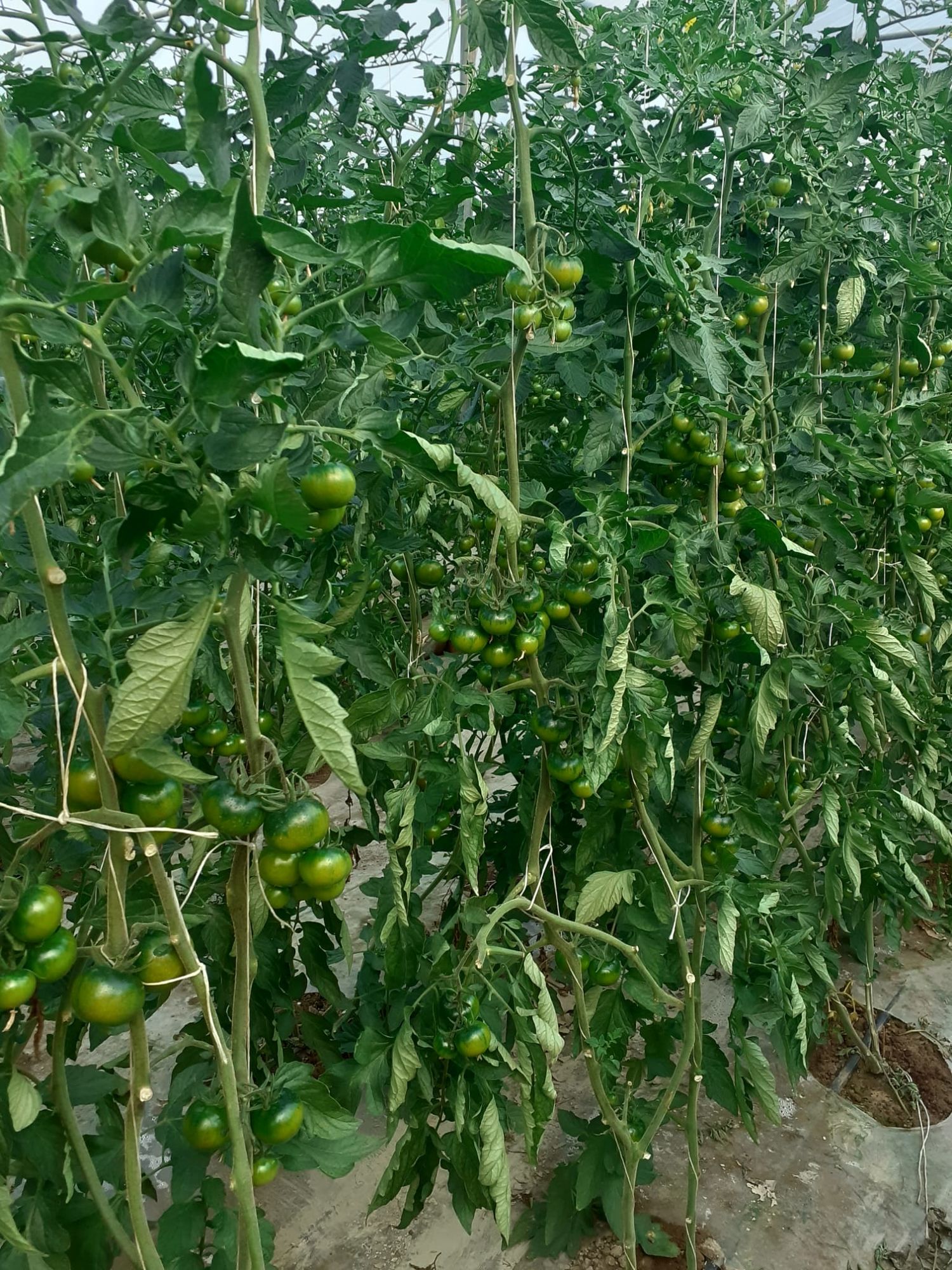 Camone Tomatoes - 1kg - Licata - Wikifarmer