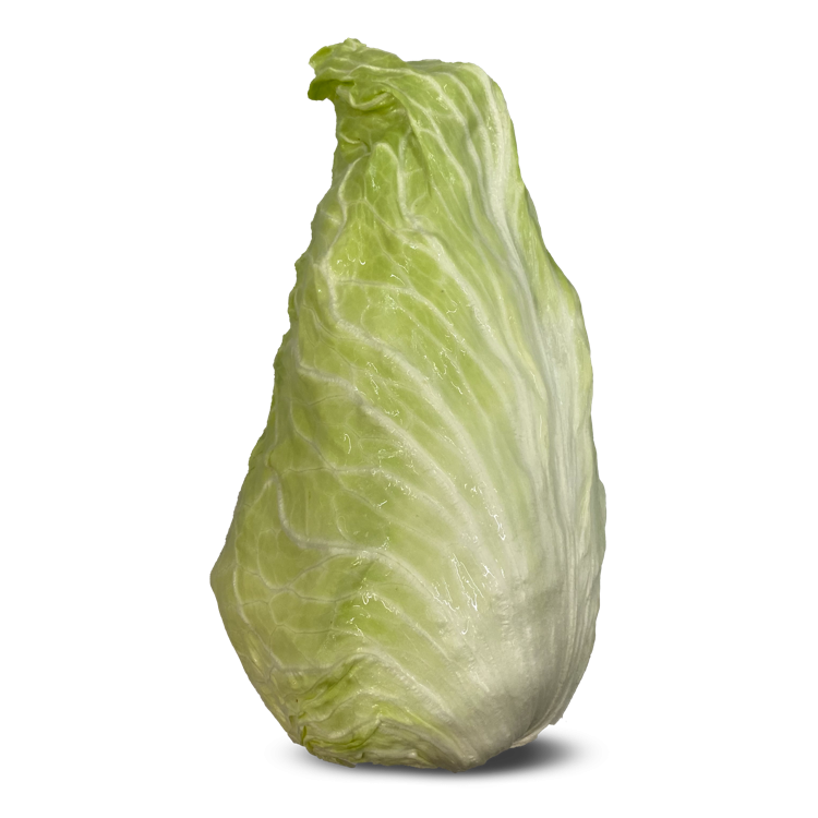 Pan di Zucchero / Sugarloaf chicory Cerea Wikifarmer