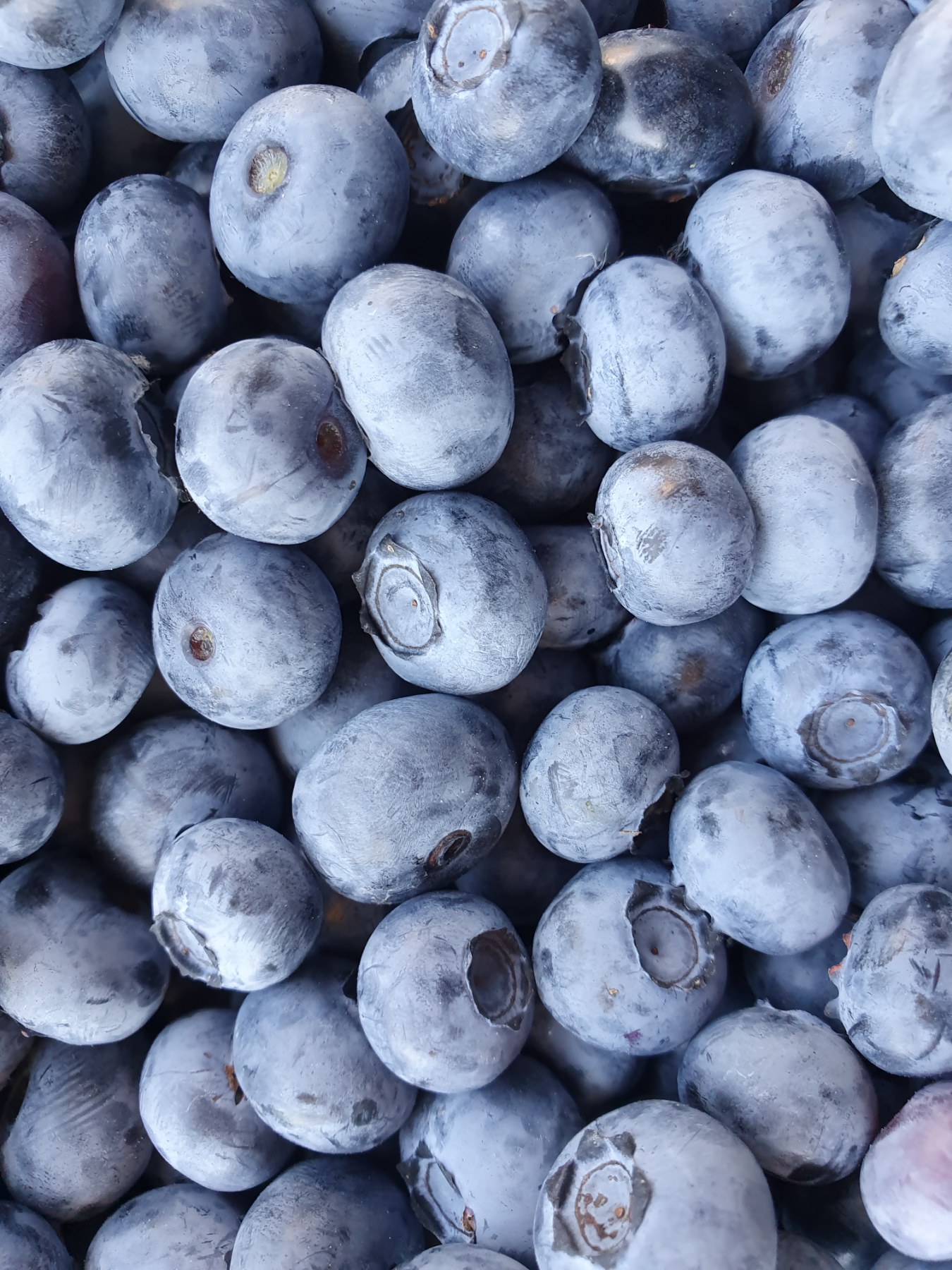 Blueberry 15+ /per kg Ritopek Wikifarmer