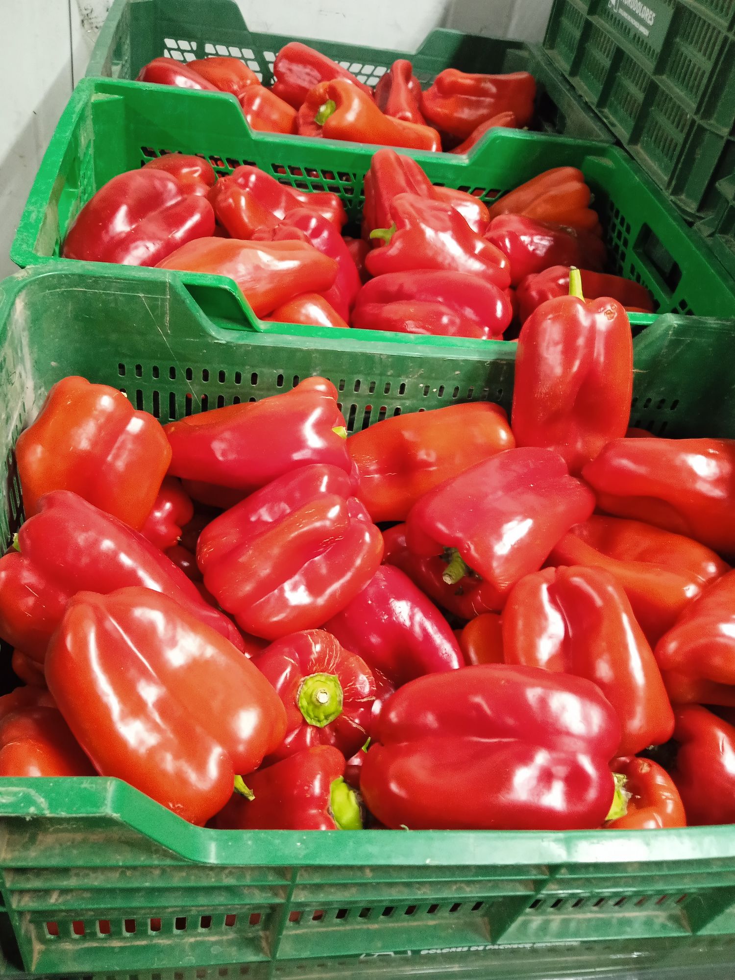 Red lamuyo bell pepper in box, 19kg price per kilo Zaragoza
