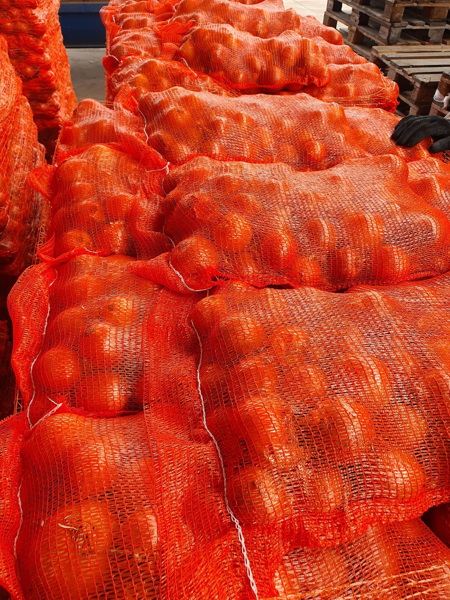 RED ONIOΝS KRUSEVAC Wikifarmer