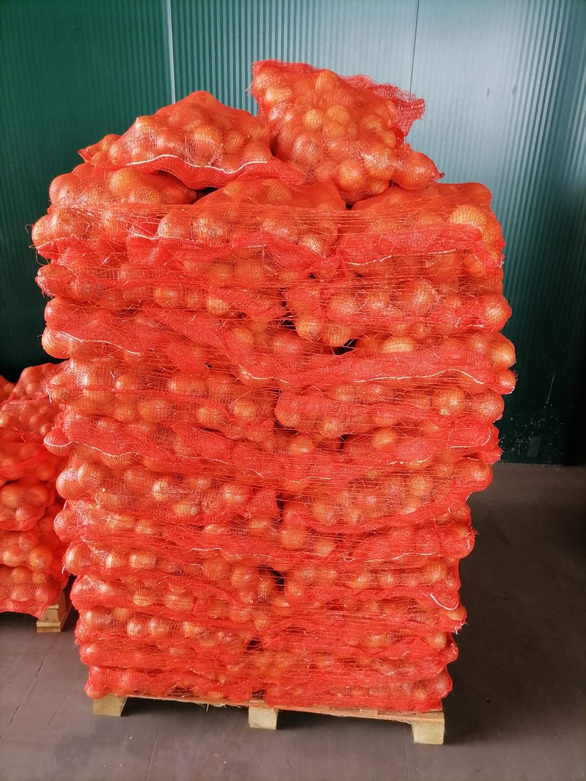 RED ONIOΝS KRUSEVAC Wikifarmer