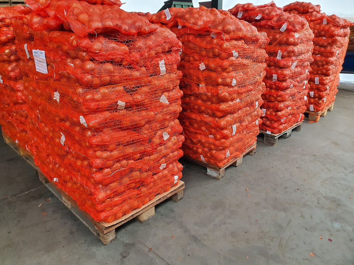 RED ONIOΝS KRUSEVAC Wikifarmer