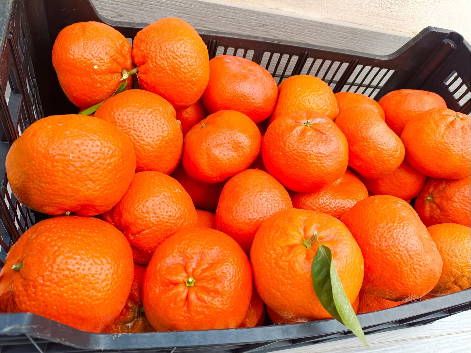 Mandarin Nadorcott in 10 kg non returnable box, cal 72+ - La Algaba ...