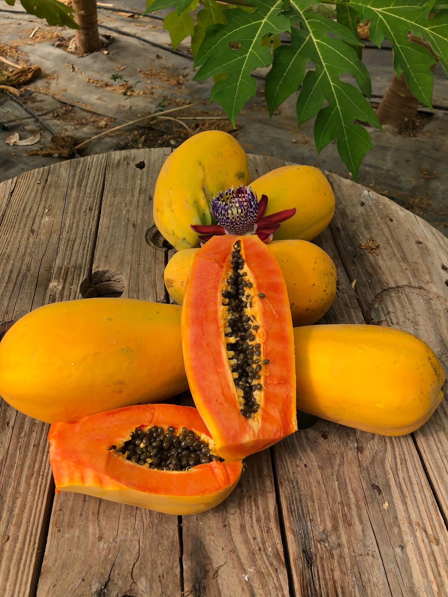 Salafia Saint Marina di Ragusa Supplier Wikifarmer