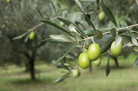 Plakos olive Plakos olive