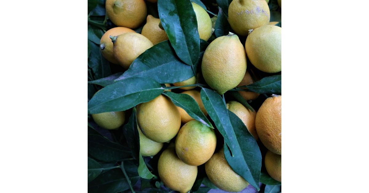 VERNA LEMON Paterna Wikifarmer