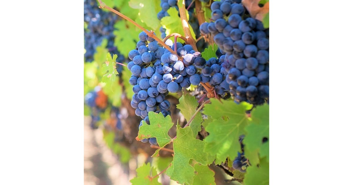 Grapes Gooseberries Buy in Bulk Online Bulk Grapes for Sale