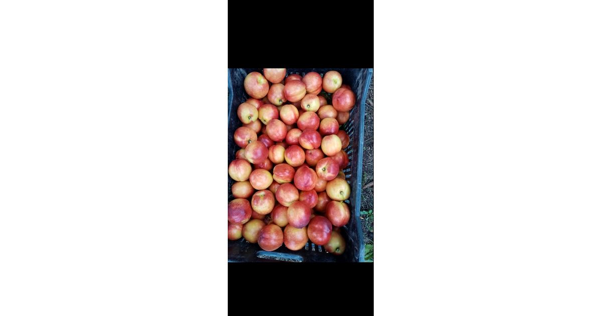 Adriana Nectarines price per kilo veria Wikifarmer