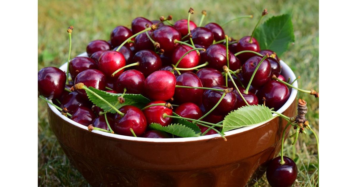 Cherries of Edessa Price per Kilo edessa Wikifarmer