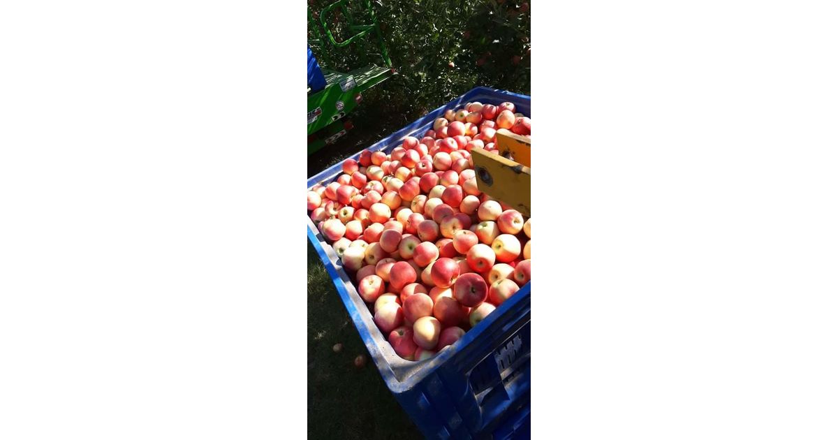 Apples gala Price per Kilo Kastoria Wikifarmer