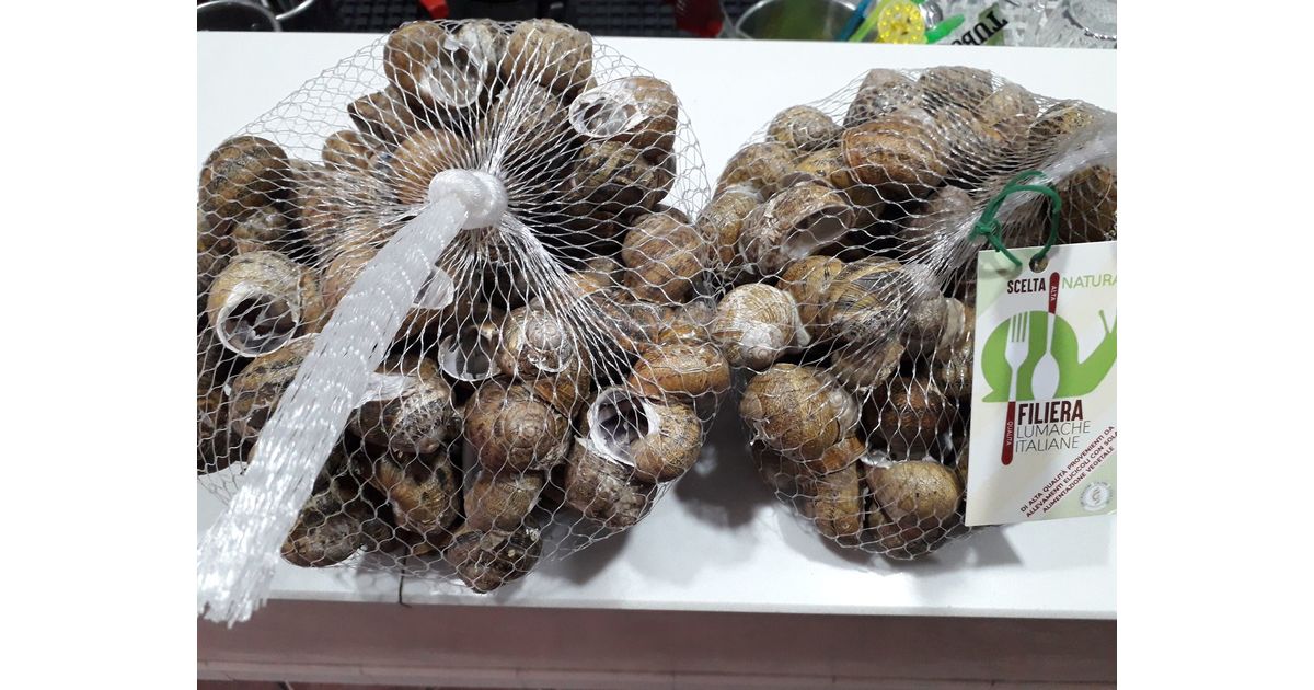Helix aspersa Snail Price per kilo Sant'Angelo In Formis Wikifarmer