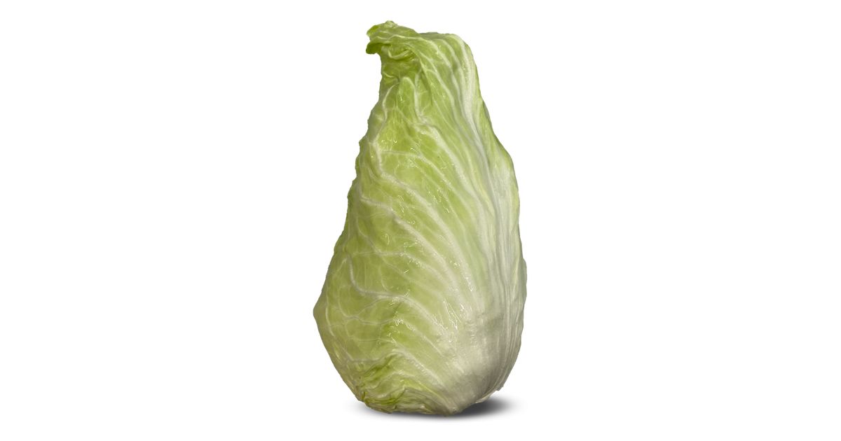 Pan di Zucchero / Sugarloaf chicory Cerea Wikifarmer