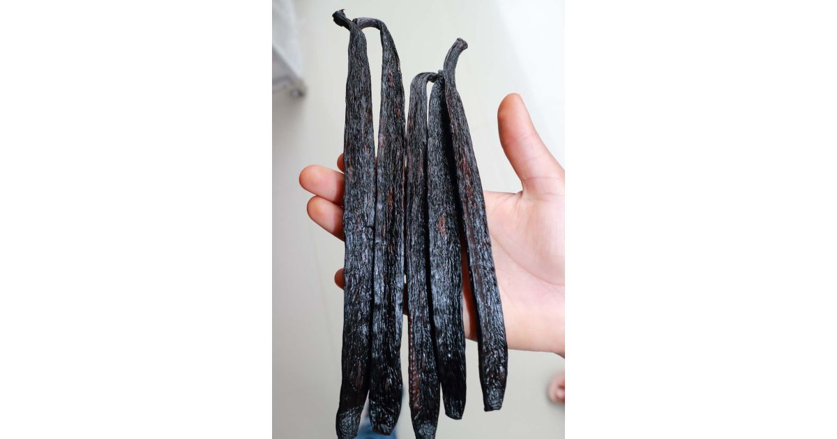 1 Exclusive Vanilla Pompona Grandiflora Bean London Wikifarmer