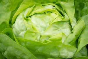Organic lettuce 1kg