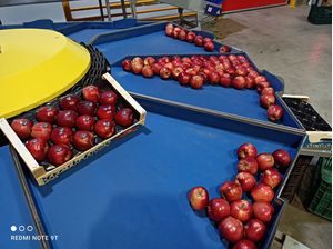 Red apples from 160gr to 280gr polished in a single row crate, quality A