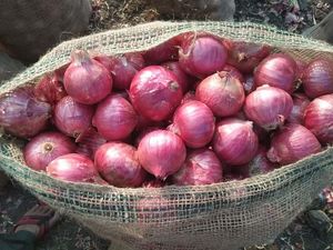 RED ONION 50 KG. JUTE BAG PACKING