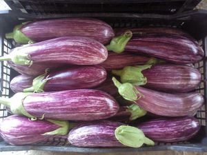 Eggplant Organic Tsakoniki 1 kg